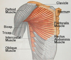 Anatomy of the Chest & Gynecomastia
